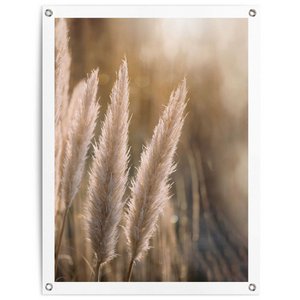 Tuinposter Tuinposter Pampas 80x60