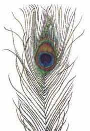 Peacock feathers - 10 pieces