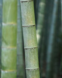 Adaptogen 3AGR Stress Relief Bamboo