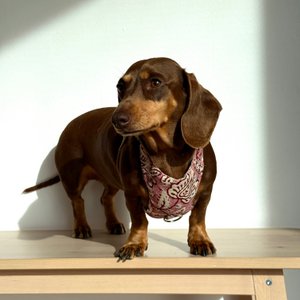 Hundegeschirr und Leine-Set kam