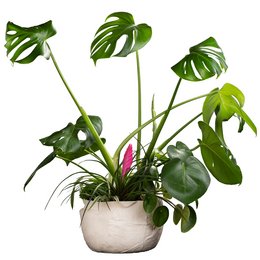 Large green tropical leaves in a white ceramic planter pot.