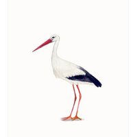 postcard | Stork