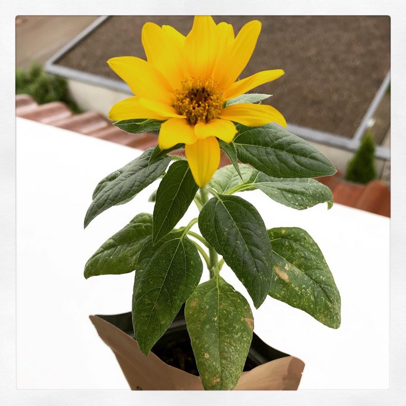 La différence entre aimer et aimer? (Tournesol)