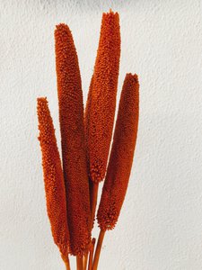 Babala oranje gedroogde bloemen