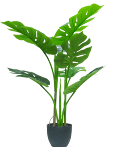 Monstera H80cm