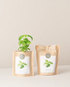 Wachsen Bag Basilikum