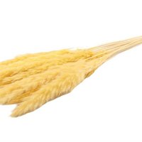 Fluffy pampas - per bos  - 70 cm - geel - droogbloemen