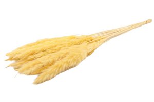 Flauschige Pampa - pro Bund - 70 cm - gelb - getrocknete Blüten