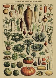 Vintage-style poster featuring an assortment of vegetables and other botanical illustrations. Includes various shapes, colors, and textures typical of produce.