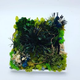 Firkantet stabiliseret plantebillede 20 x 20 cm