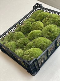  Live Moss Cushion - Full Tray - Green and Fresh. Lush, vibrant green moss balls in a plastic tray. Ideal for terrariums, decorative displays, and natural accents.