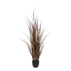 Plume grass purple