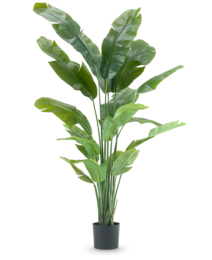  Artificial plant Strelitzia Nicolai Deluxe, 195 cm tall, with large green leaves in a tropical style, suitable for indoor use.
