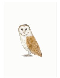 A postcard featuring a barn owl illustration. The barn owl has large, round eyes and a soft, tan-colored plumage.