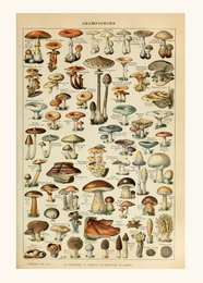 Vintage mushroom poster featuring a diverse collection of mushroom illustrations in various shapes, sizes, and colors. Suitable for wall art in a nature-inspired home decor.