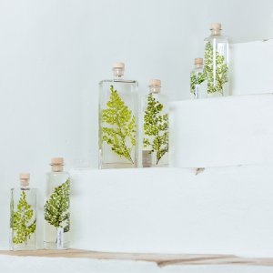 Het Herbarium - ondergedompelde plant Groene Luthi Fern