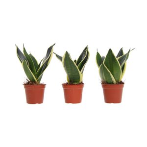 Congreet® plantpots - Sansevieria golden edge - black