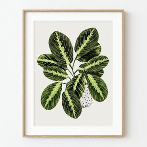 Maranta Plant Art Print