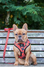 Arnés para perros de empoderamiento 2 en 1