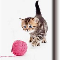Koelkastmagneet, Kat met bolletje wol
