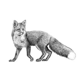 Estampados de animales del bosque
