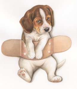 Display card - Beagle with plaster - per 10 pieces