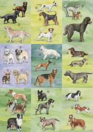 "18 dog identification cards featuring a variety of dog breeds in different colors, styles, and poses. Includes small, medium, and large dogs, as well as puppies and adult dogs."