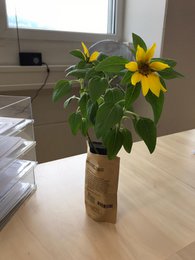 I love you international (sunflower)