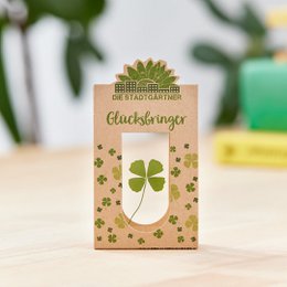 A dried single flower in a decorative box with a four-leaf clover design, suggesting a lucky charm or good luck symbol.
