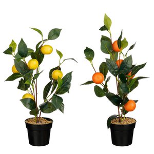 Zitronenbaum Orangenbaum im Topf gelb orange 2-fach sortiert