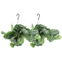 2X SCINDAPSUS picture Trebie - Epipremnum - 25cm - ø15