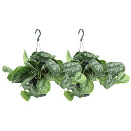  Two hanging plants with large, green, heart-shaped leaves. The plants have a trailing, cascading growth habit and are suspended from hooks.