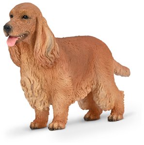 Englischer Cocker Spaniel - (M)