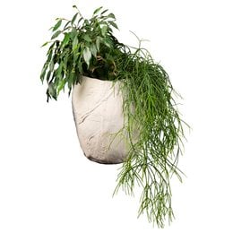 A large, round, white ceramic plant pot with trailing green foliage cascading over the sides.