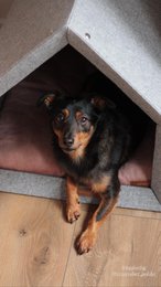Pethome Perfekt hus til en hund og en kat - lysegrå/genanvendt