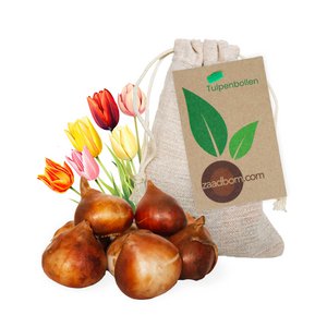 7 Tulpenzwiebeln in einer Tüte