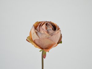 Rozentak zonder blad, 40cm, roest