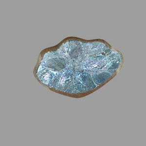 Dish abalone. DS 01