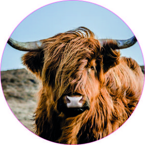 Muurcirkel Hooglander 1144