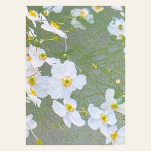 Risography Postcard - White Anemons - DIN A6