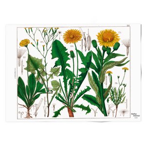 Plakat, 50x70, Löwenzahn, Hortus Botanicus