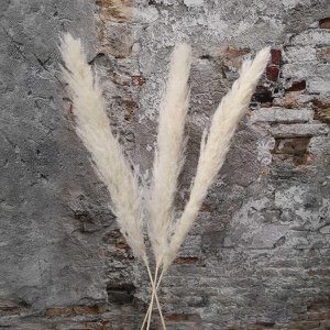 Puur pampus grass ca.150cm gebleekt 3 stuks (FD1940-03)