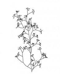 A black and white illustration of umbel grasses, a type of flowering plant with a distinctive umbrella-like shape. The image shows the delicate, branching structure of the plant.