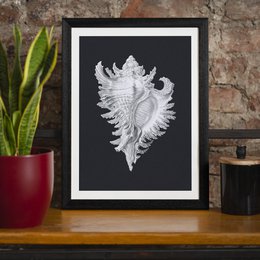 Stor Conch Sea Shell sort og hvid antik print