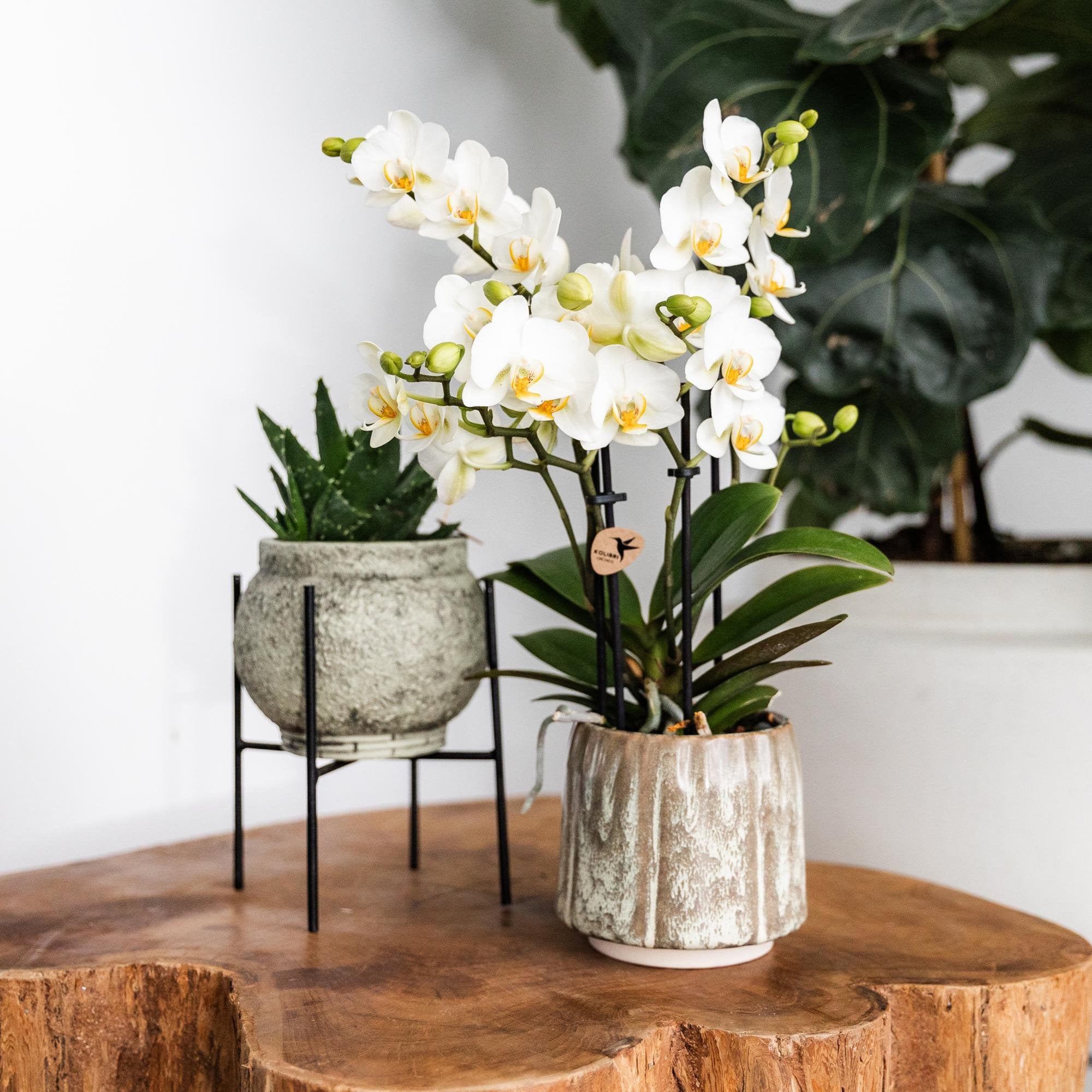 Zwarte Metalen Plantstand Ø12cm voor Verhoogde Weergave van Kolibri