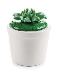 Dosis met Kaktus 7/ø4 cm VE 6