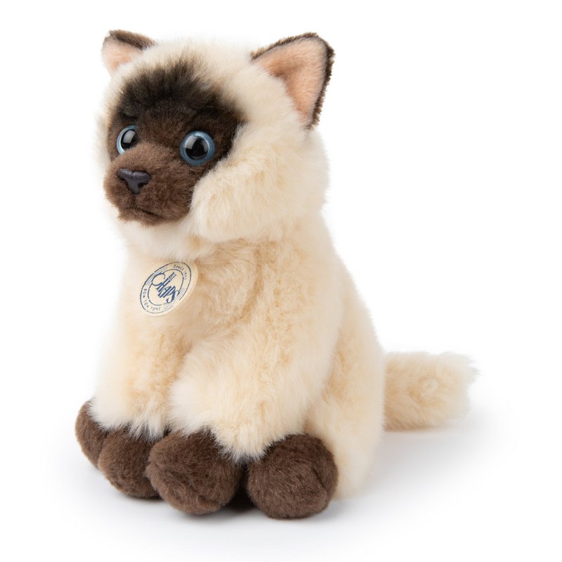 BTC - Eddie the Siamese in gift box - 17 cm -