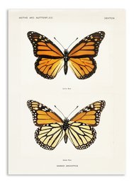 Vintage monarch butterfly wall art postcard featuring two detailed illustrations of the vibrant orange and black butterfly.