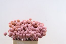 Craspedia - trommelstokje - 60 cm  - droogbloemen