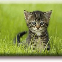 Koelkastmagneet, kleine kat in het gras